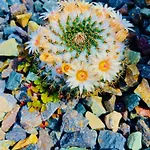 Amber - Pink Morro Jable (Fuerteventura)