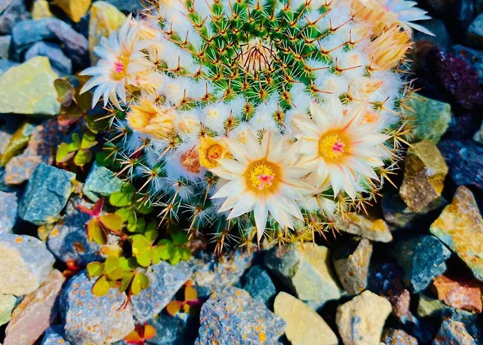 Amber - Pink مورو ذيل خابلِ