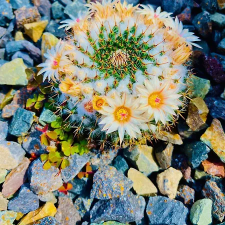 Amber - Pink مورو ذيل خابلِ